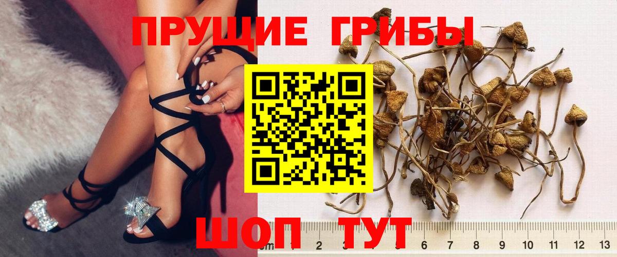 Псилоцибиновые грибы Cubensis  Вход с VPN  Галлюциногенные грибы GOLDEN TEACHER  Саров 